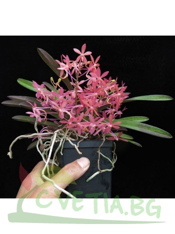 Ванда (Vanda cherry blossom)